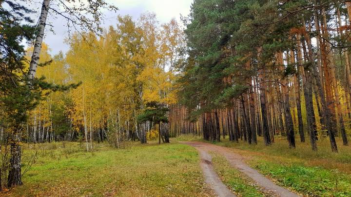 Осень золотая .