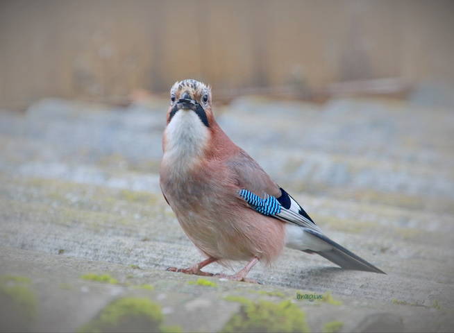 Сойка ( Carrulus glandarius )
