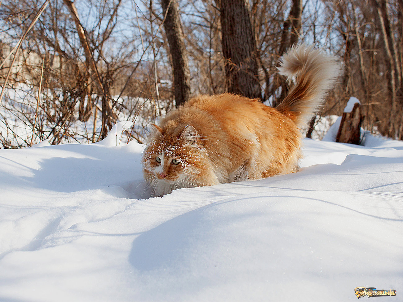 Рыжик-снегоход. )