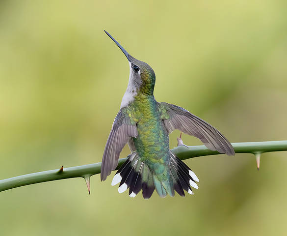 Ruby-throated Hummingbird - Рубиновогорлый колибри, cамка