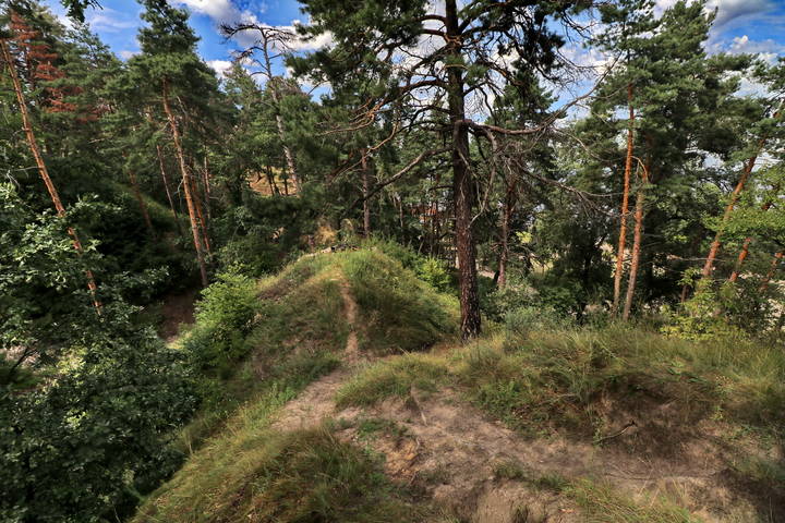  Летом в лесу.
