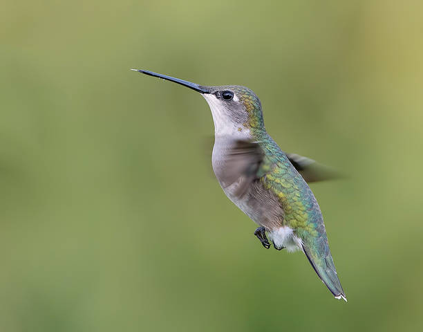 Рубиновогорлый колибри, cамка -Ruby-throated Hummingbird