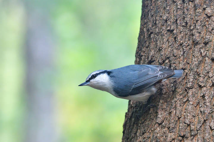 Sitta europaea..