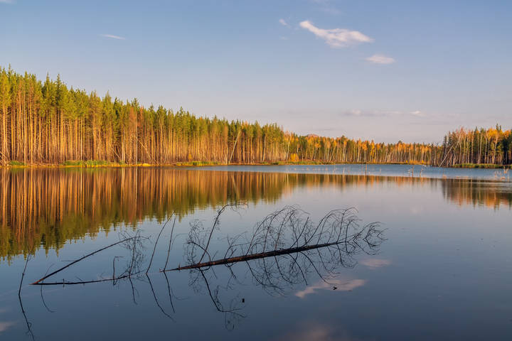 Лесное озеро