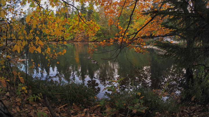 Осенняя Зарисовка