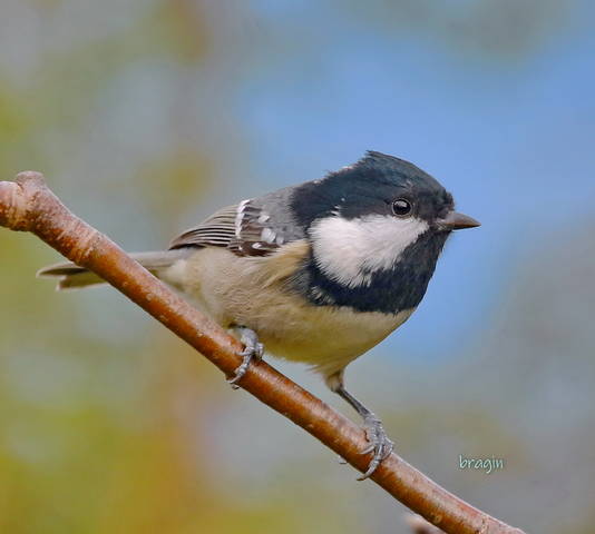 московка( parus ater )