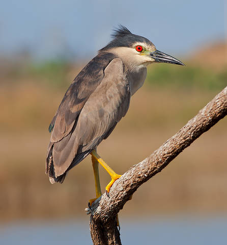 Кваква- Black-crowned Night Heron