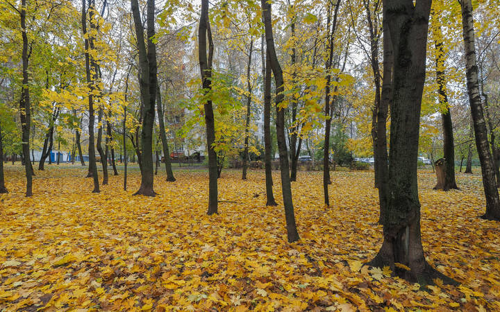 Осень в Городе