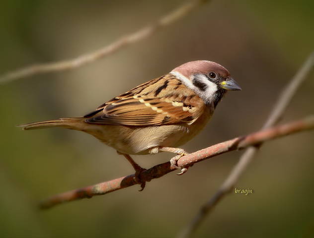 полевой воробей ( Passer domesticus )