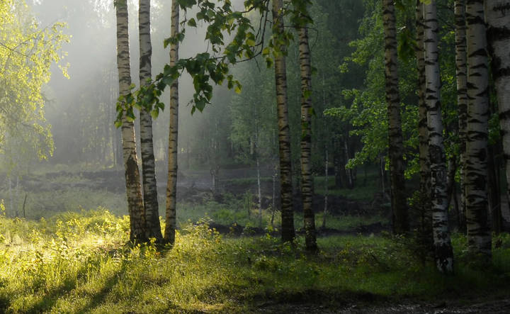 В утреннем свете.....
