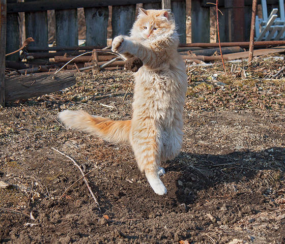 Рыжик земледелец. )