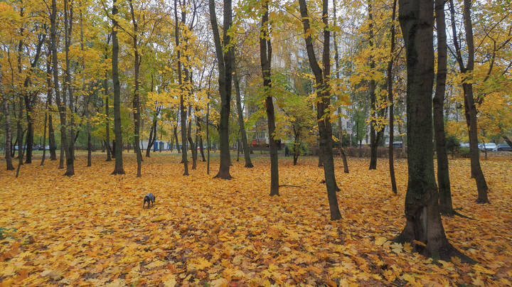 По Ковру из Желтых Листьев