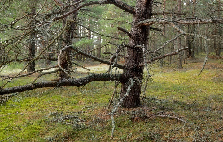 раскаряка