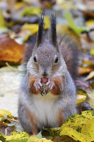 Squirrel..