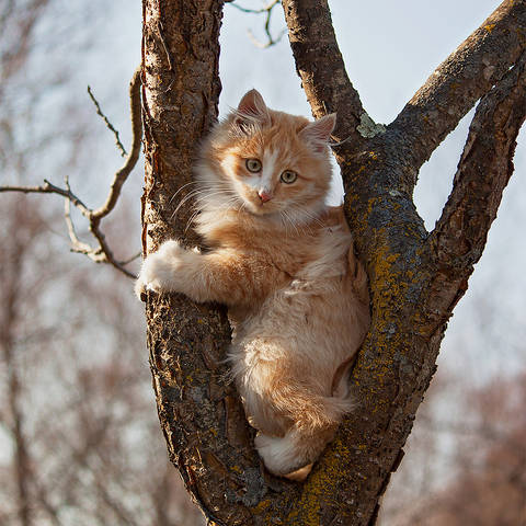 Портрет Рыжика в рамке. )