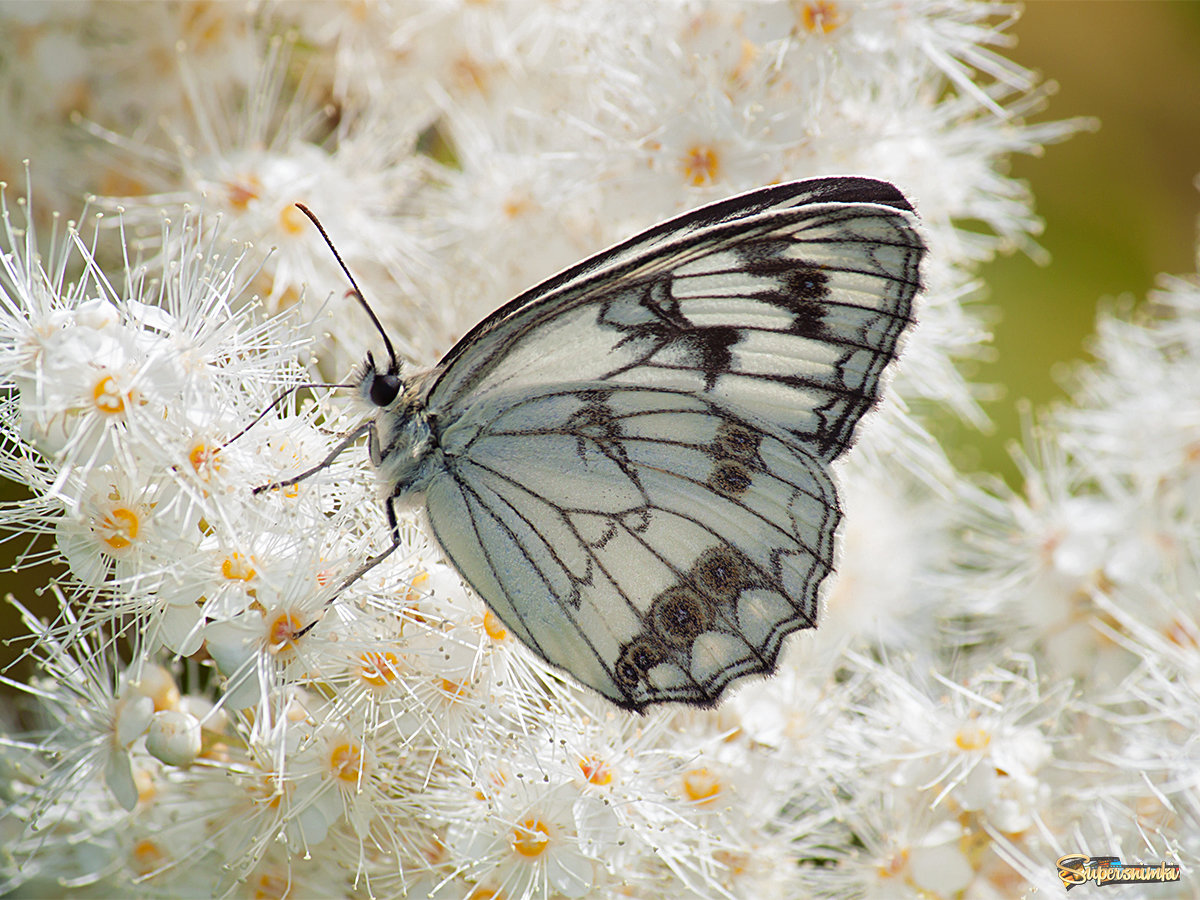 Бабочка Меланагрия,Приморье.