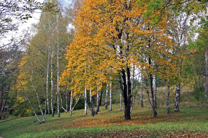 Опять роняет осень желтый лист...