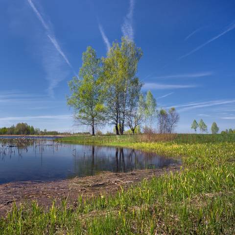Петарда