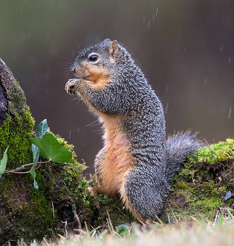 Fox Squirrel - Лисья Белка