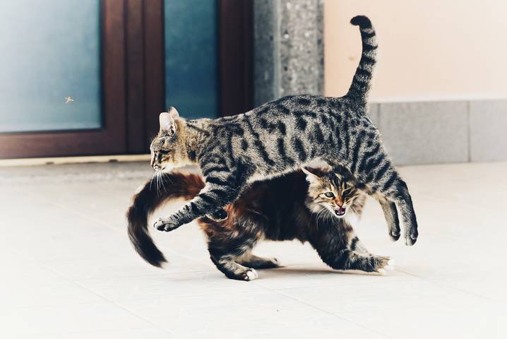 Шалуны 