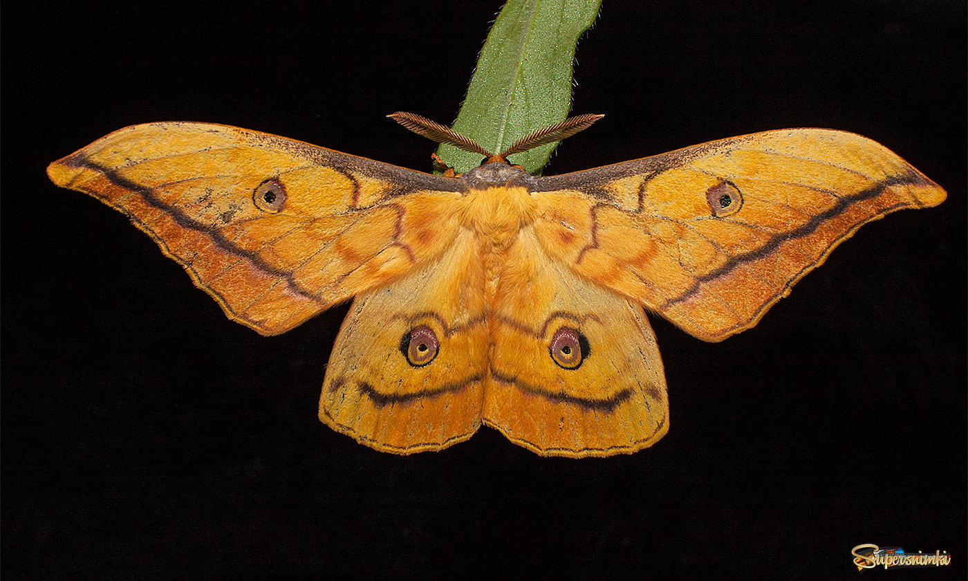 Павлиноглазка китайская.очень крупная ночная бабочка,Приморье.
