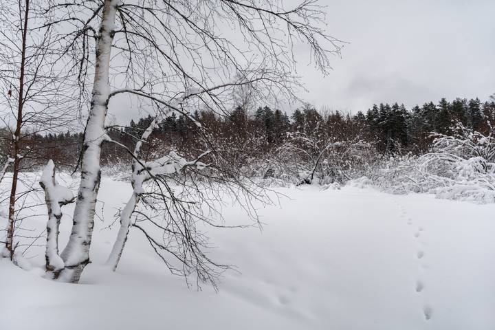 В берёзовых красках