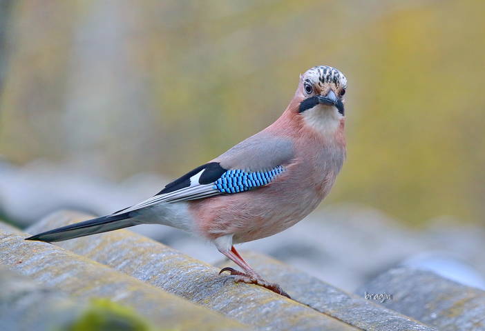 Сойка ( Carrulus glandarius )