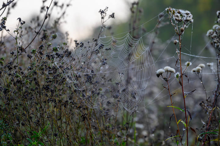 Паутина