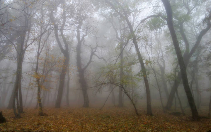 В осеннем парке.....