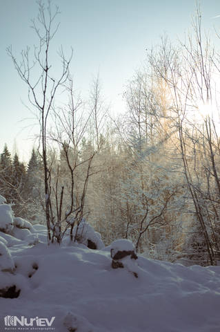 Зимний лес