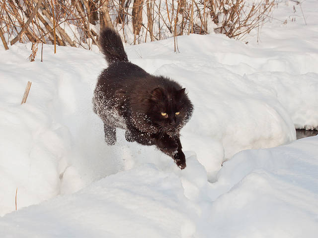Внедорожный кот Черныш. )