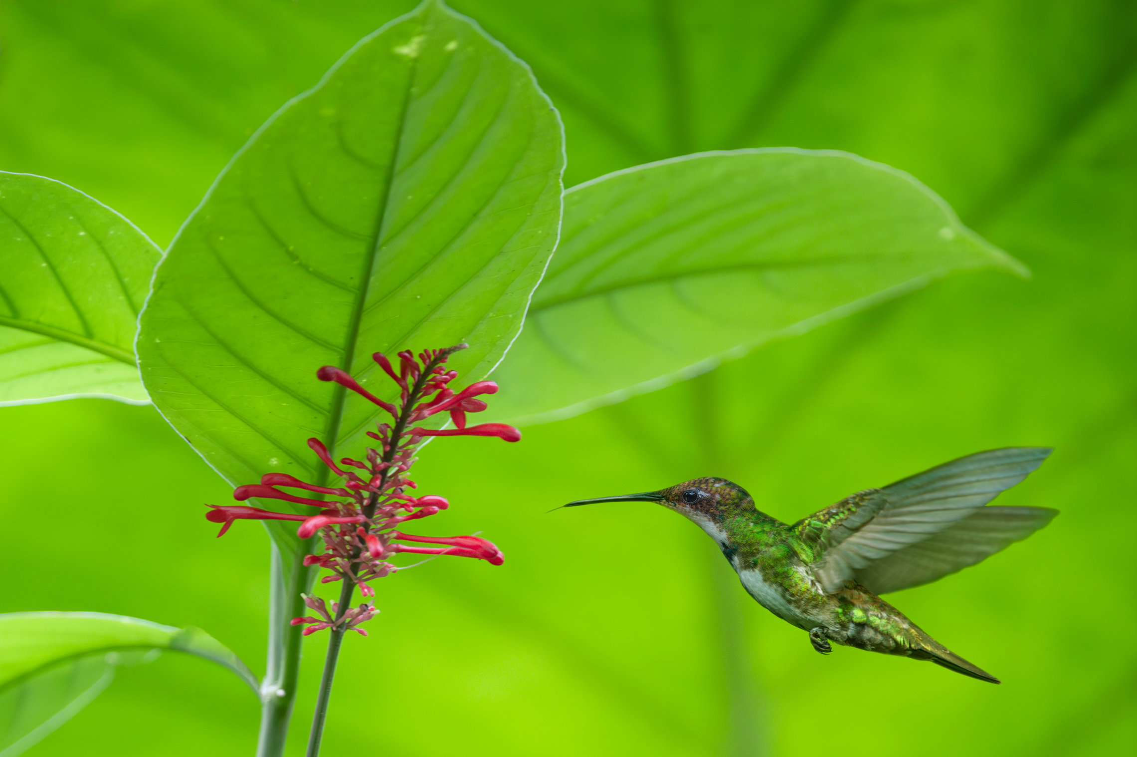 Black-throated Mango hummingbird (female) 