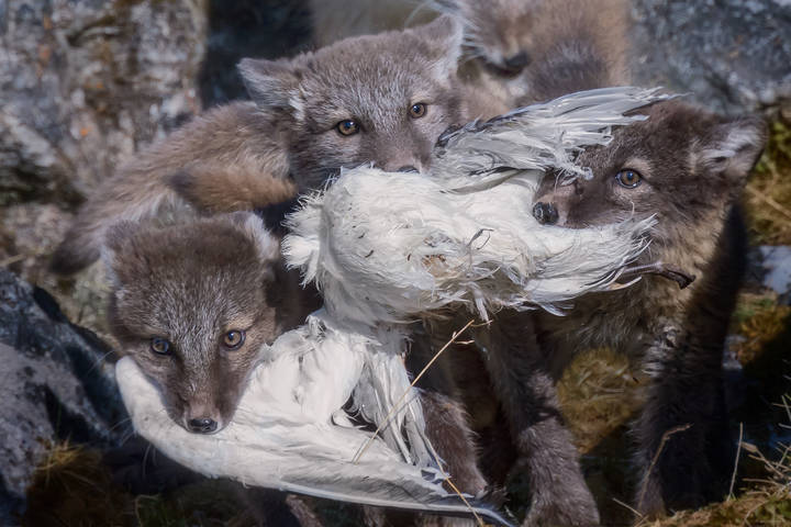 Arctic Foxes