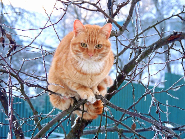 Рыжий гость