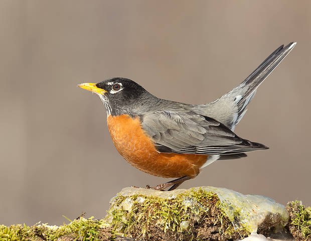 Странствующий Дрозд -American Robin