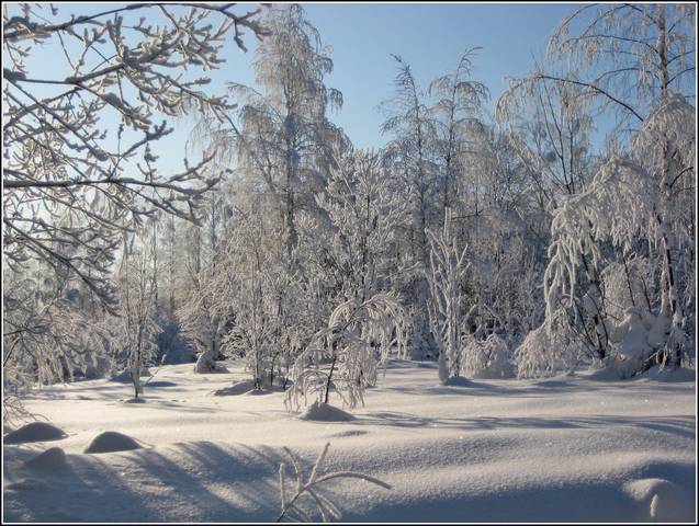 Зимний лес