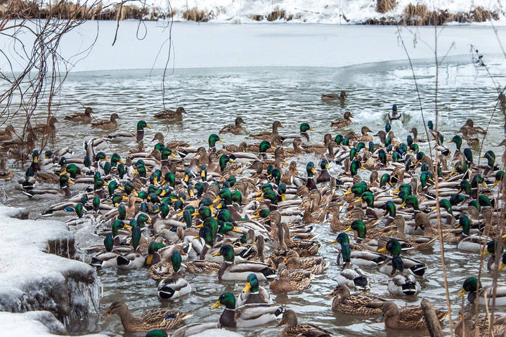 Утки зимуют в Москве.