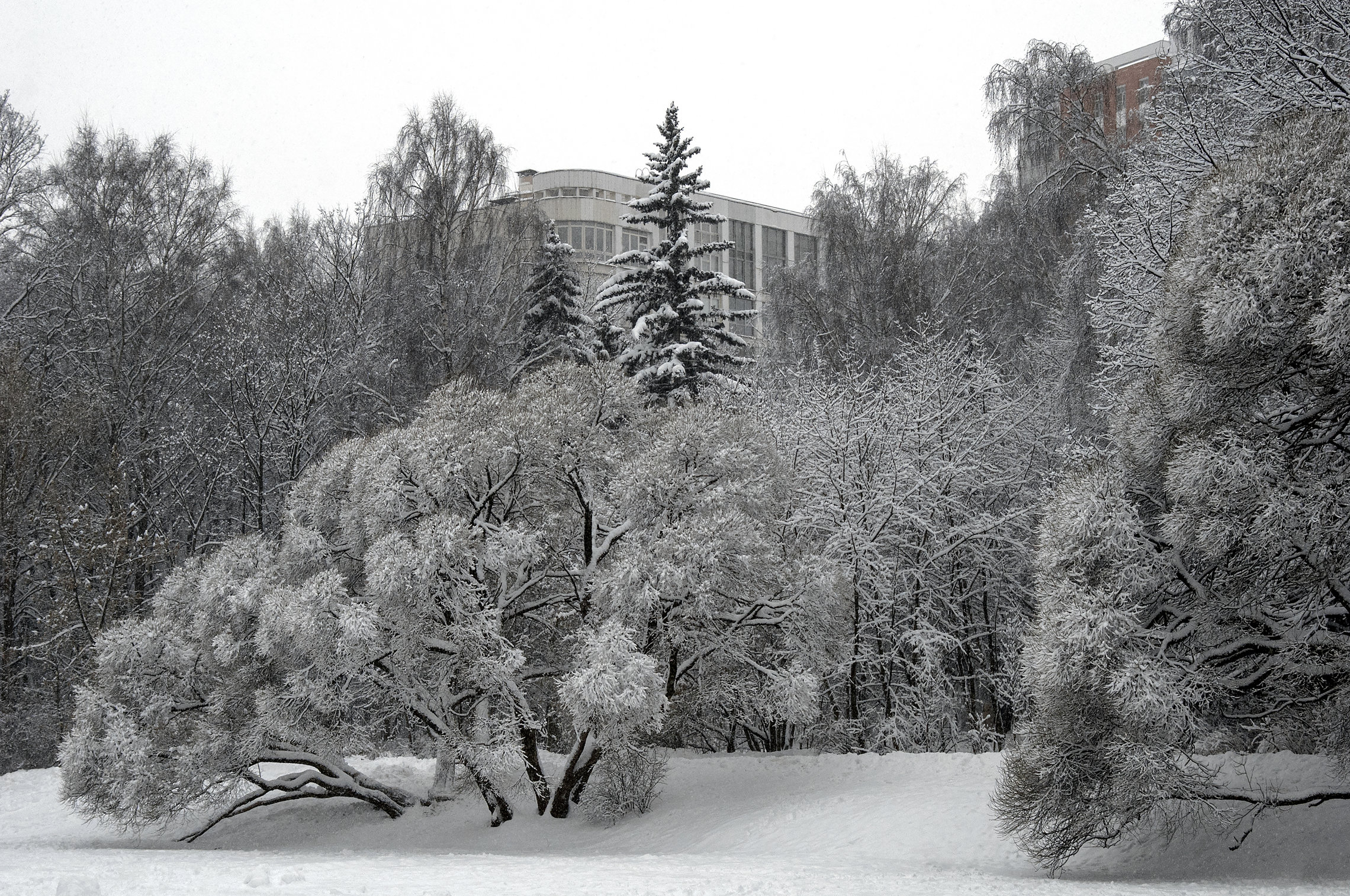 Зима. Суворовский парк.
