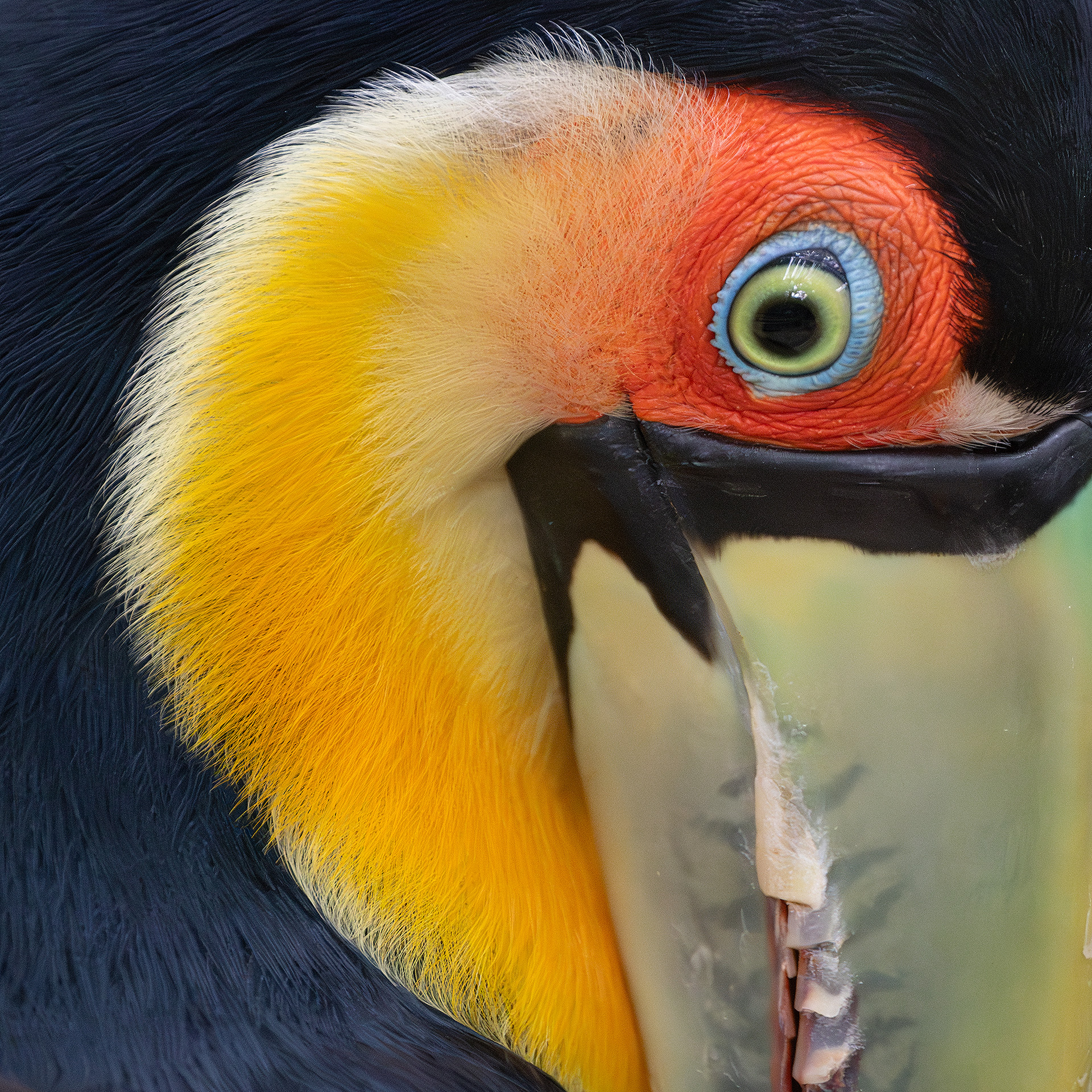 Colors of the Jungle: Toucans, Parrots, Curassows