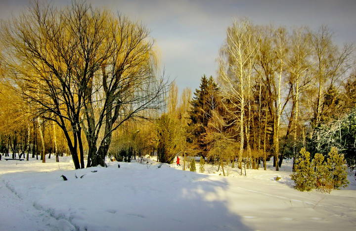  Природа под снегом.