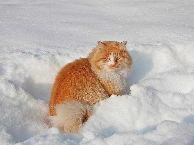 Новогодний Кот Мороз.