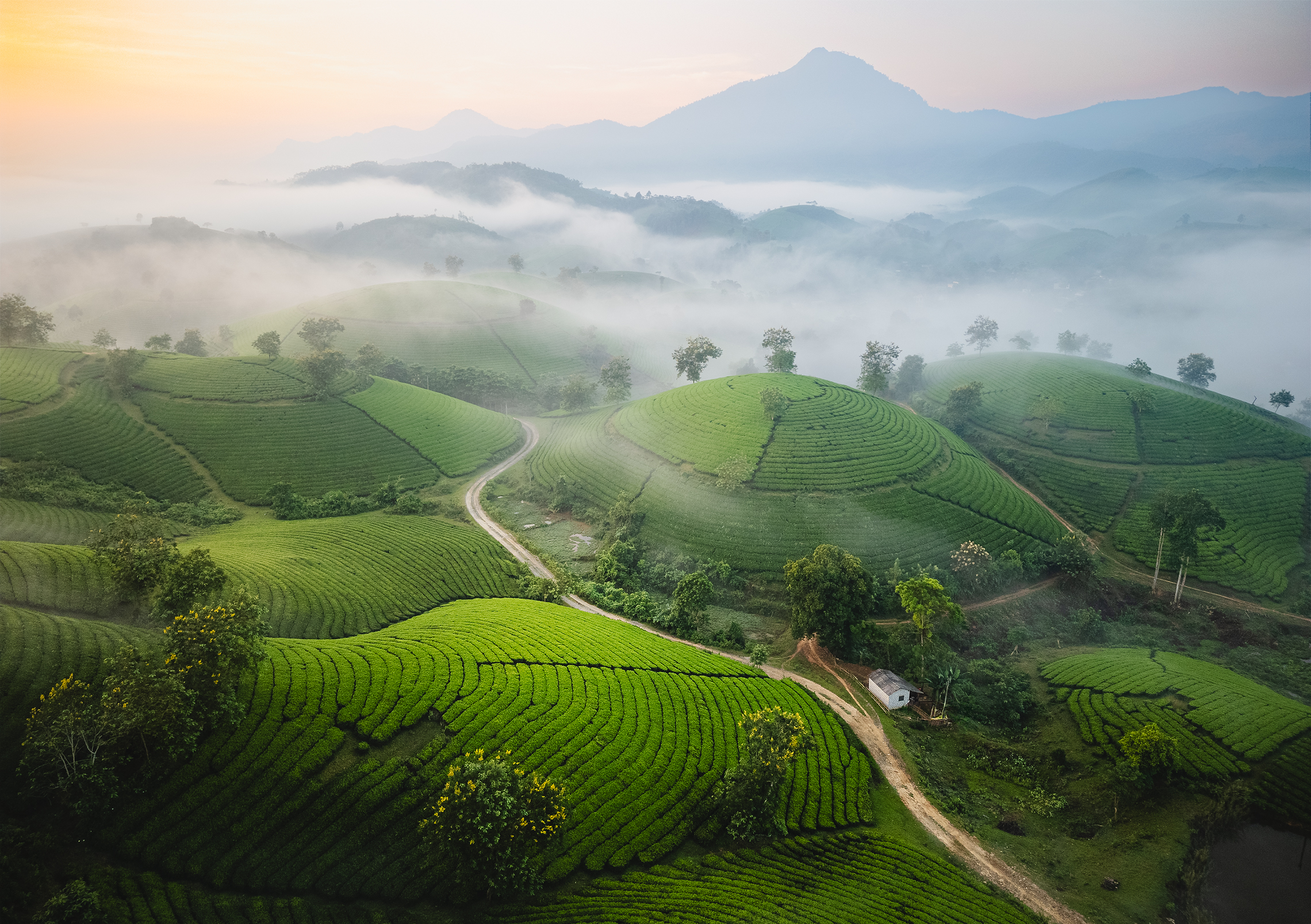 Рассвет над чайными плантациями