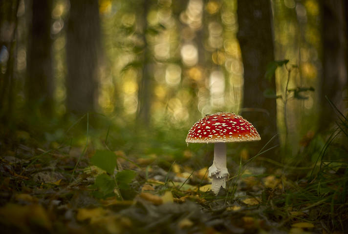 мухомория