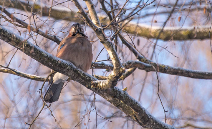 Сойка в морозный день.