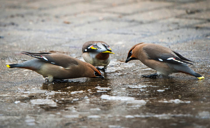 На водопое.