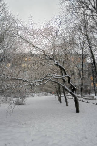 московских окон...