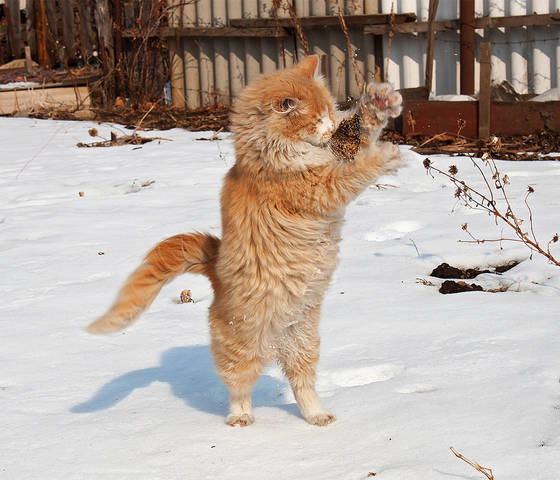 Кот Прямоходящий. ))