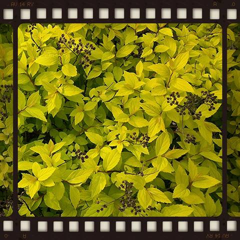 Спирея японская (лат. Spiraea japonica)