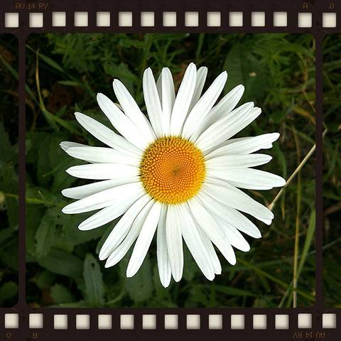 Нивяник обыкновенный (лат. Leucanthemum vulgare)