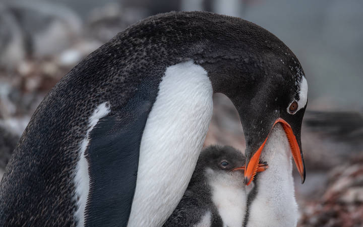 Sailing in Antarctica